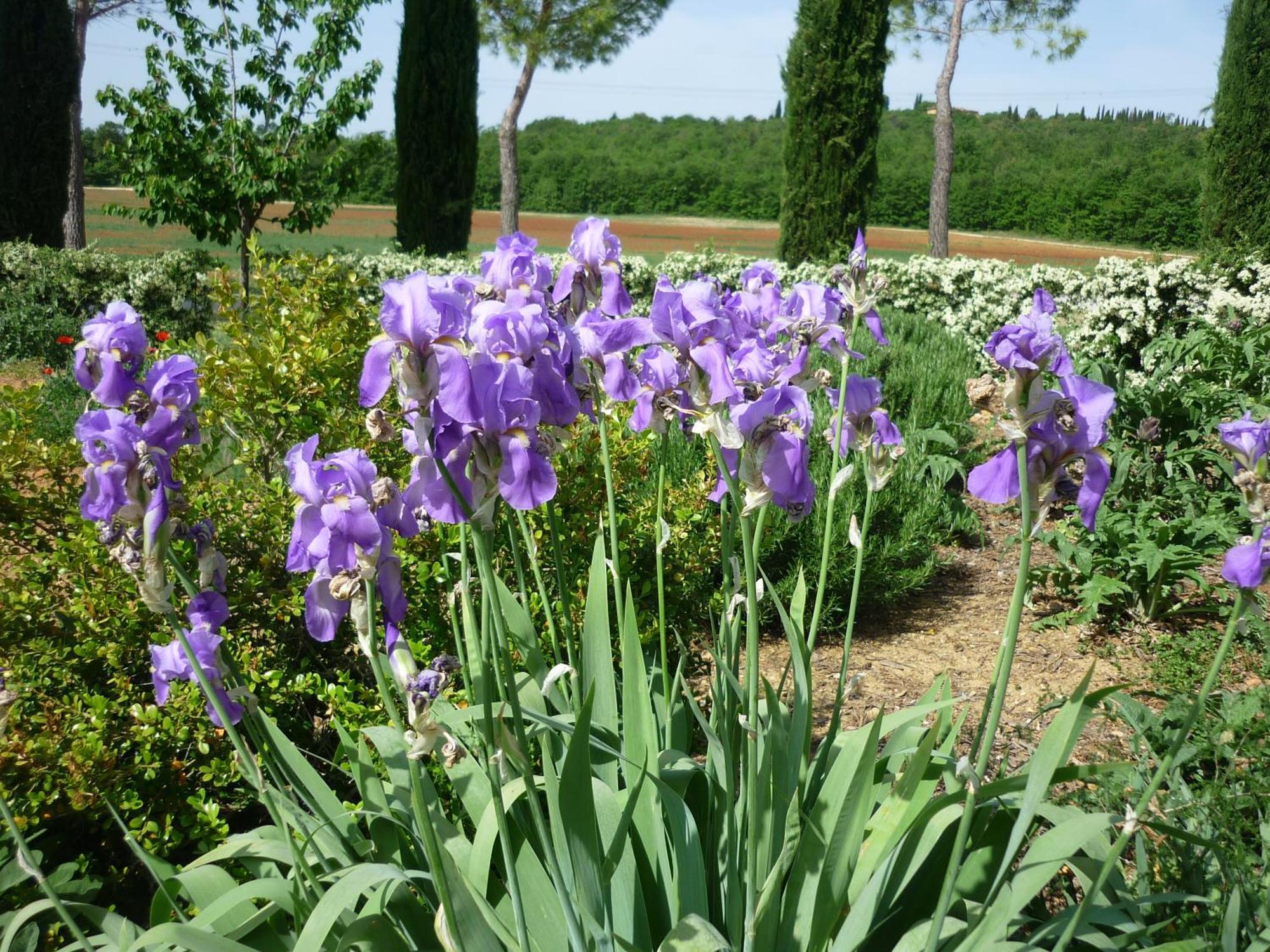 Fattoria Agriturismo Nerbona Казоле-д'Эльса Экстерьер фото